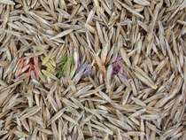 Семена Овсяницы тростниковой
